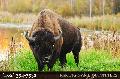Buffalo Hunting Nebraska | kskbiggameoutfitters.com